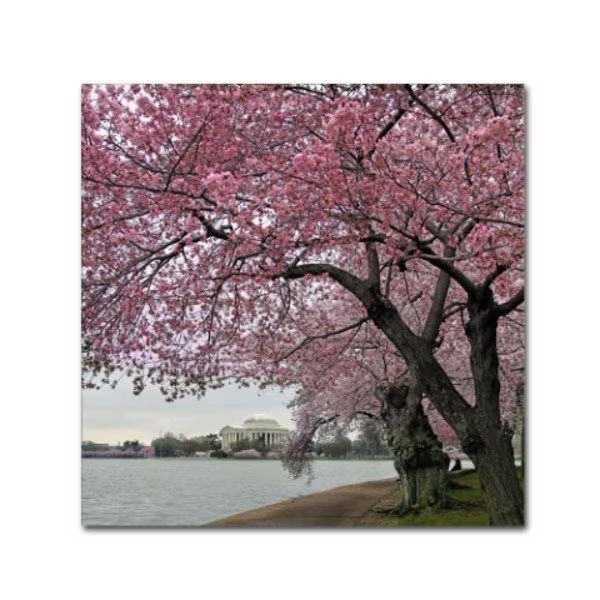 CATeyes 'Tidal Basin Blossoms' Canvas Art, 18x18, Trademark Fine Art, Mfr#: MZ0365-C1818GG